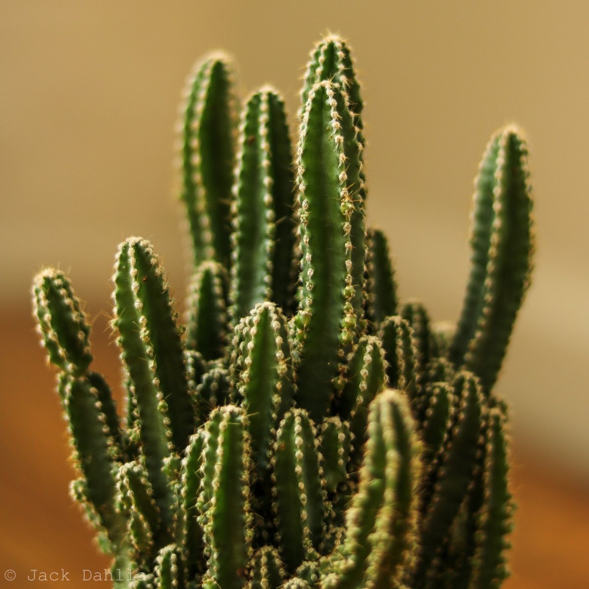  Acanthocereus Tetragonus ‘Triangle Cactus’ - 5 Inch
