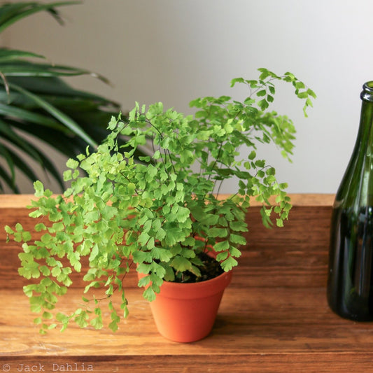 Adiantum Raddianum - Elegant Maidenhair Fern