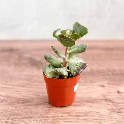  Adromischus Maculatus - Calico Hearts Plant -3 Inch
