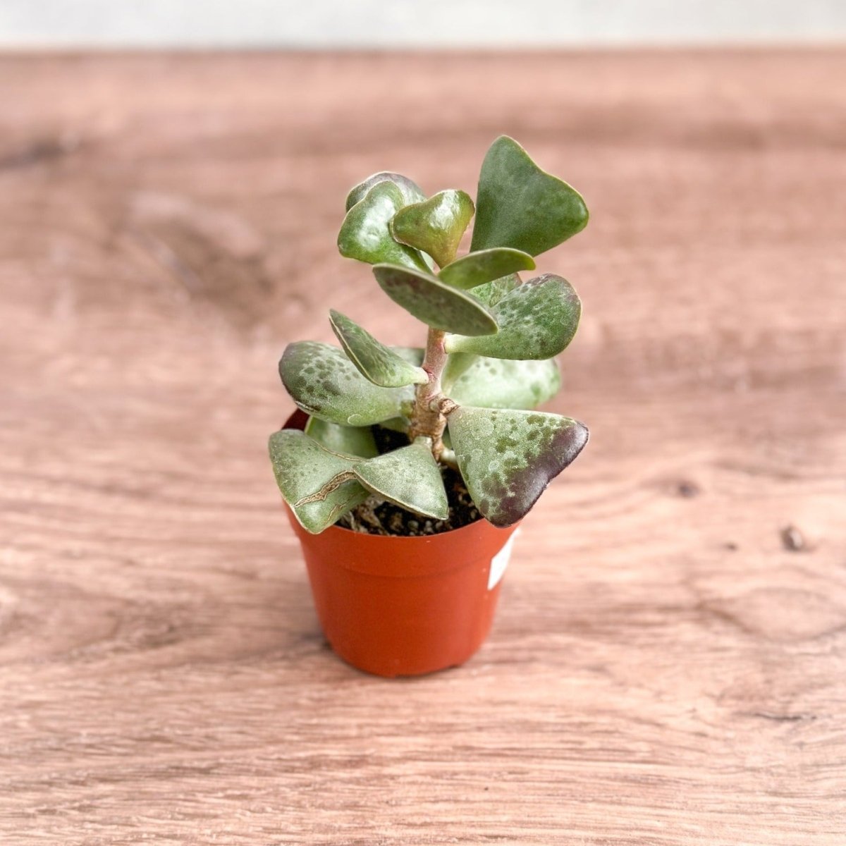  Adromischus Maculatus - Calico Hearts Plant -3 Inch