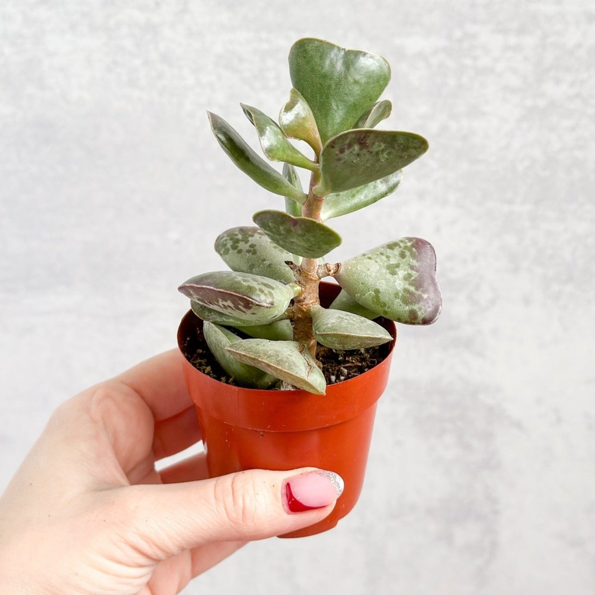  Adromischus Maculatus - Calico Hearts Plant -3 Inch