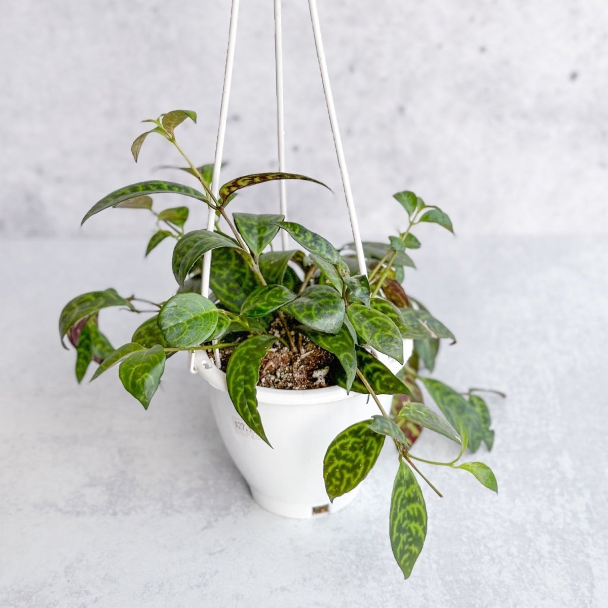  Aeschynanthus Longicaulis ‘Black Pagoda’ - Hanging Basket