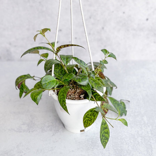 Aeschynanthus Longicaulis ‘Black Pagoda’ - Hanging Basket