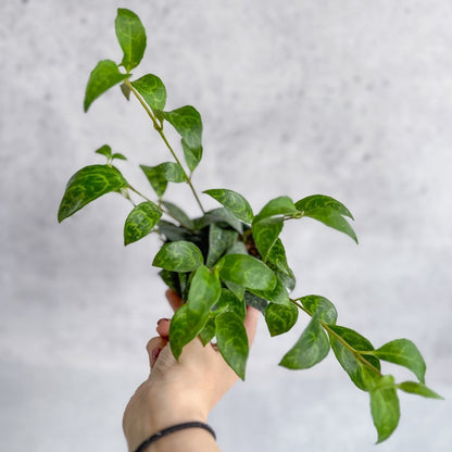  Aeschynanthus Longicaulis - Lipstick Plant ‘Black Pagoda’