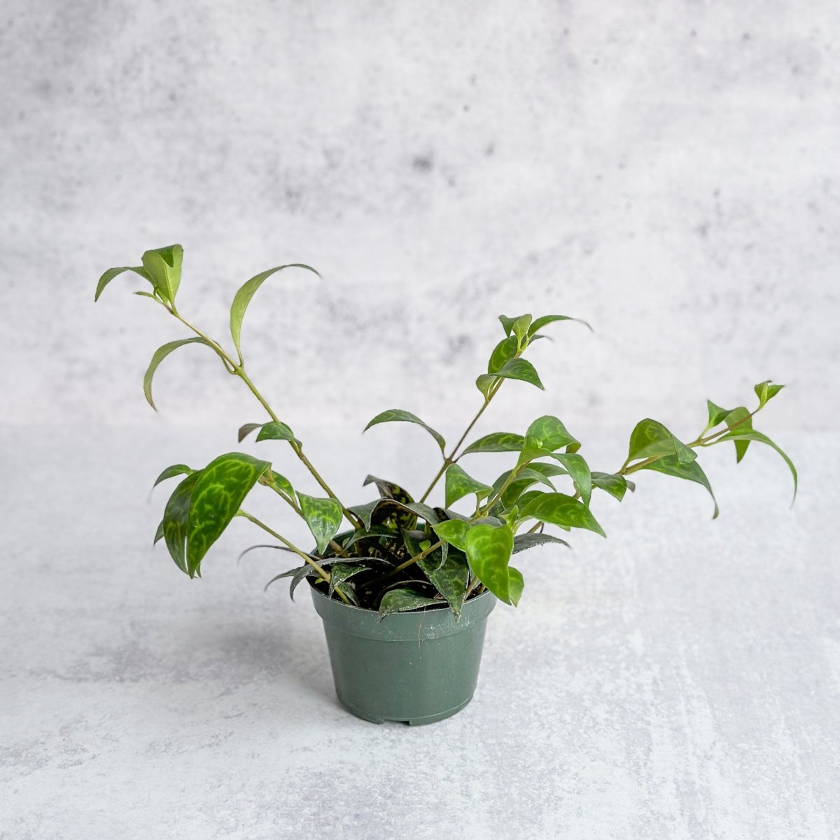  Aeschynanthus Longicaulis - Lipstick Plant ‘Black Pagoda’
