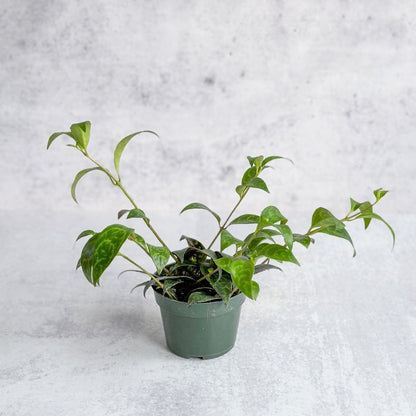  Aeschynanthus Longicaulis - Lipstick Plant ‘Black Pagoda’