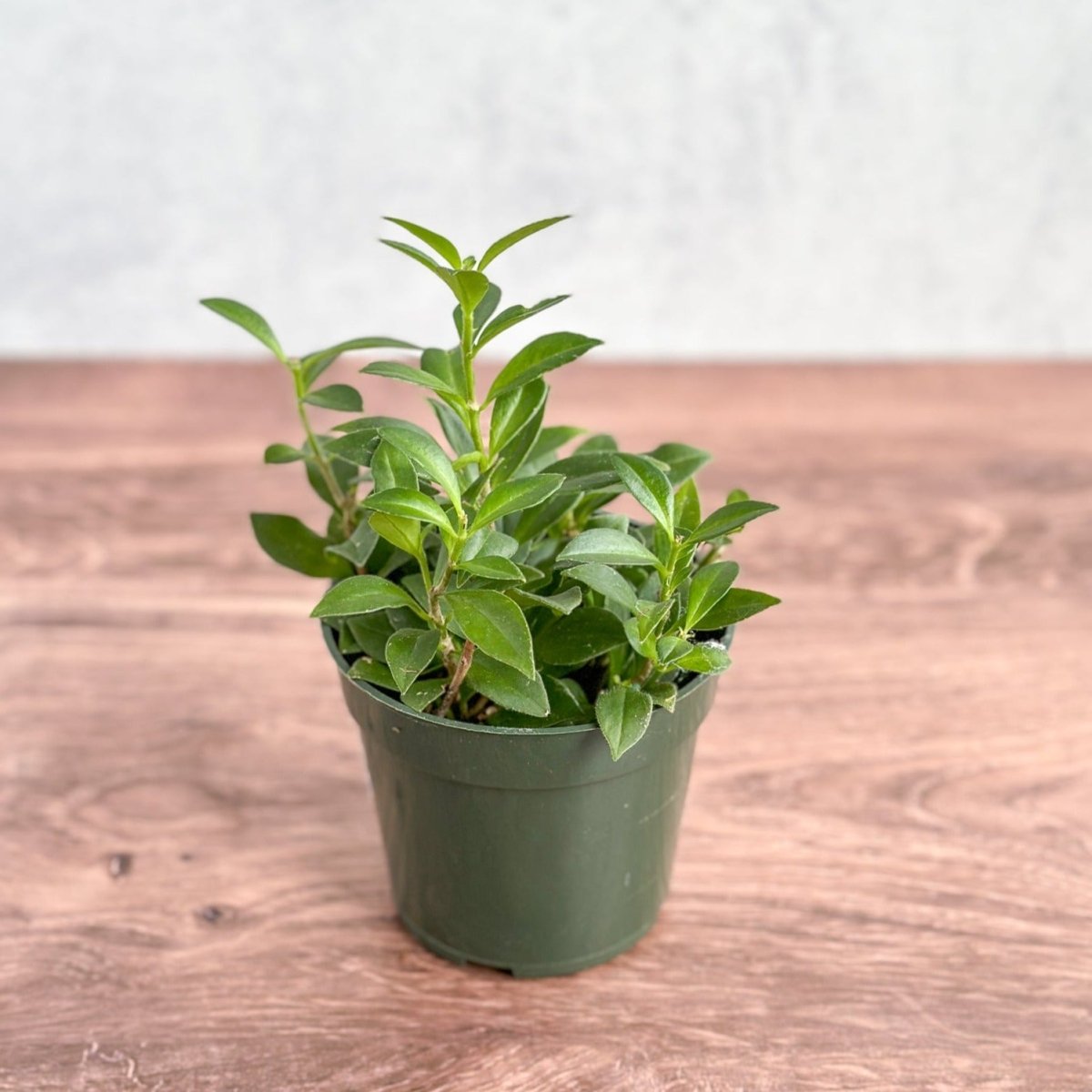  Aeschynanthus Longicaulis 'Purple Star' - Purple Star Lipstick Plant