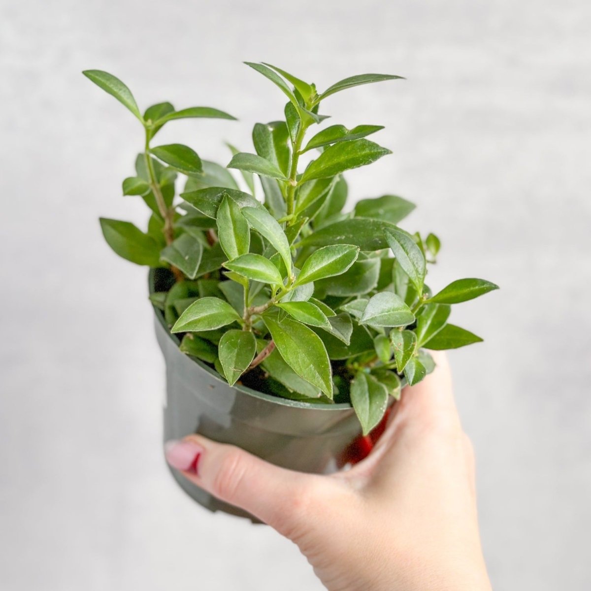  Aeschynanthus Longicaulis 'Purple Star' - Purple Star Lipstick Plant