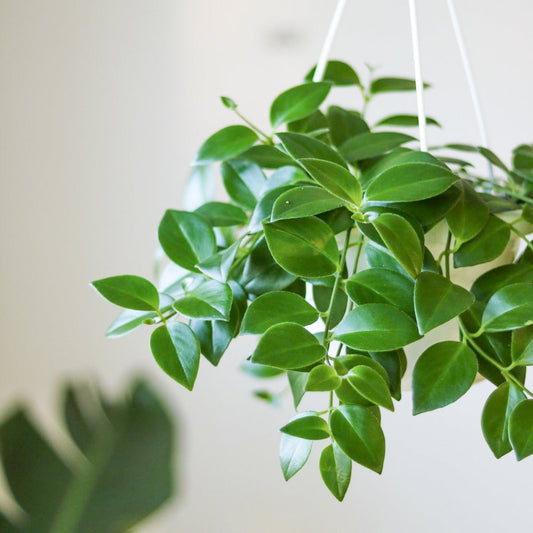  Aeschynanthus Radicans - Lipstick Plant Hanging Basket
