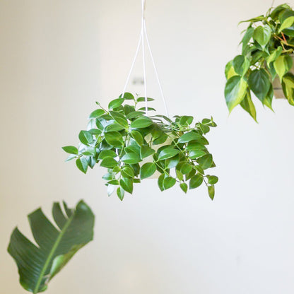  Aeschynanthus Radicans - Lipstick Plant Hanging Basket