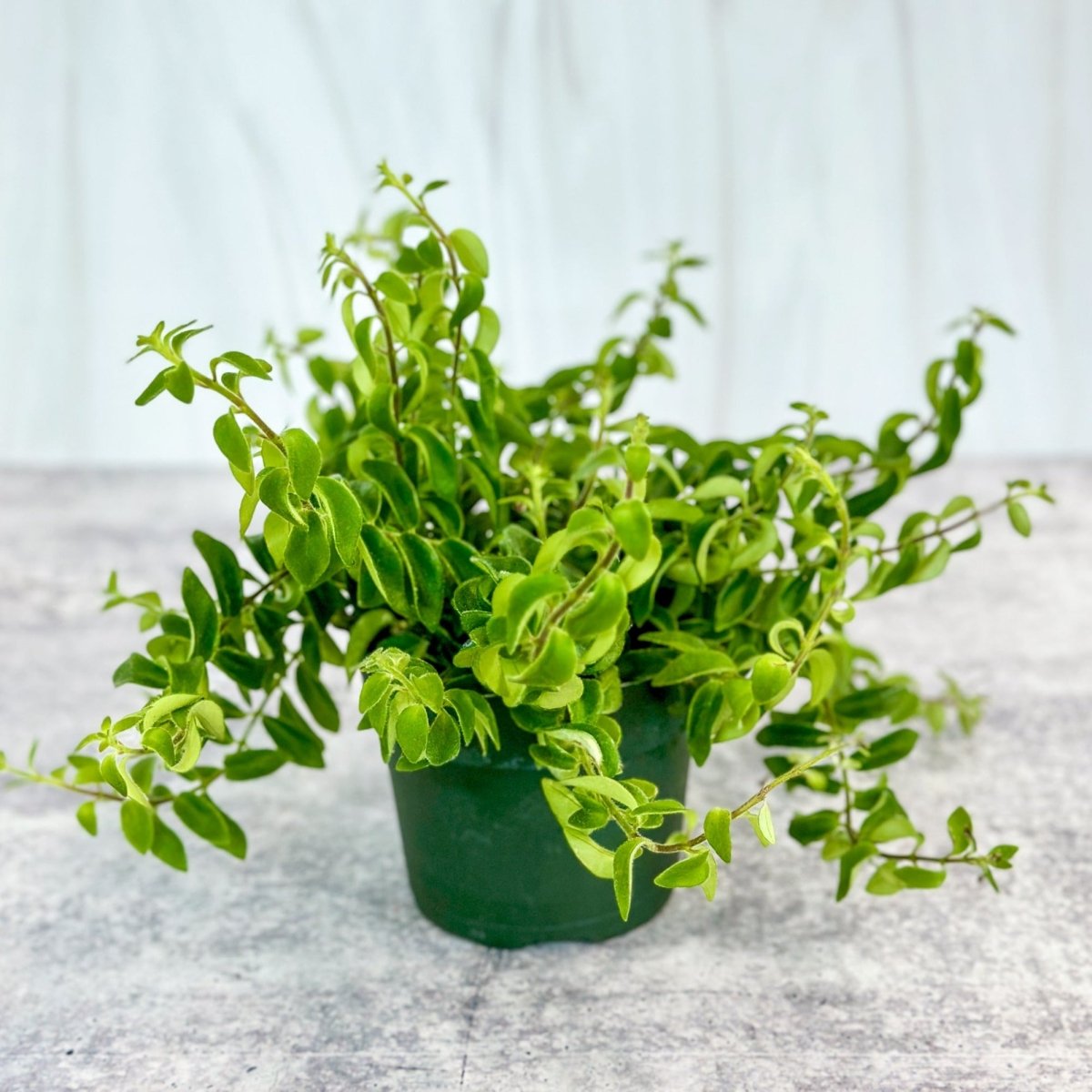  Aeschynanthus Radicans 'Rasta' Curly Lipstick Plant -4 Inch