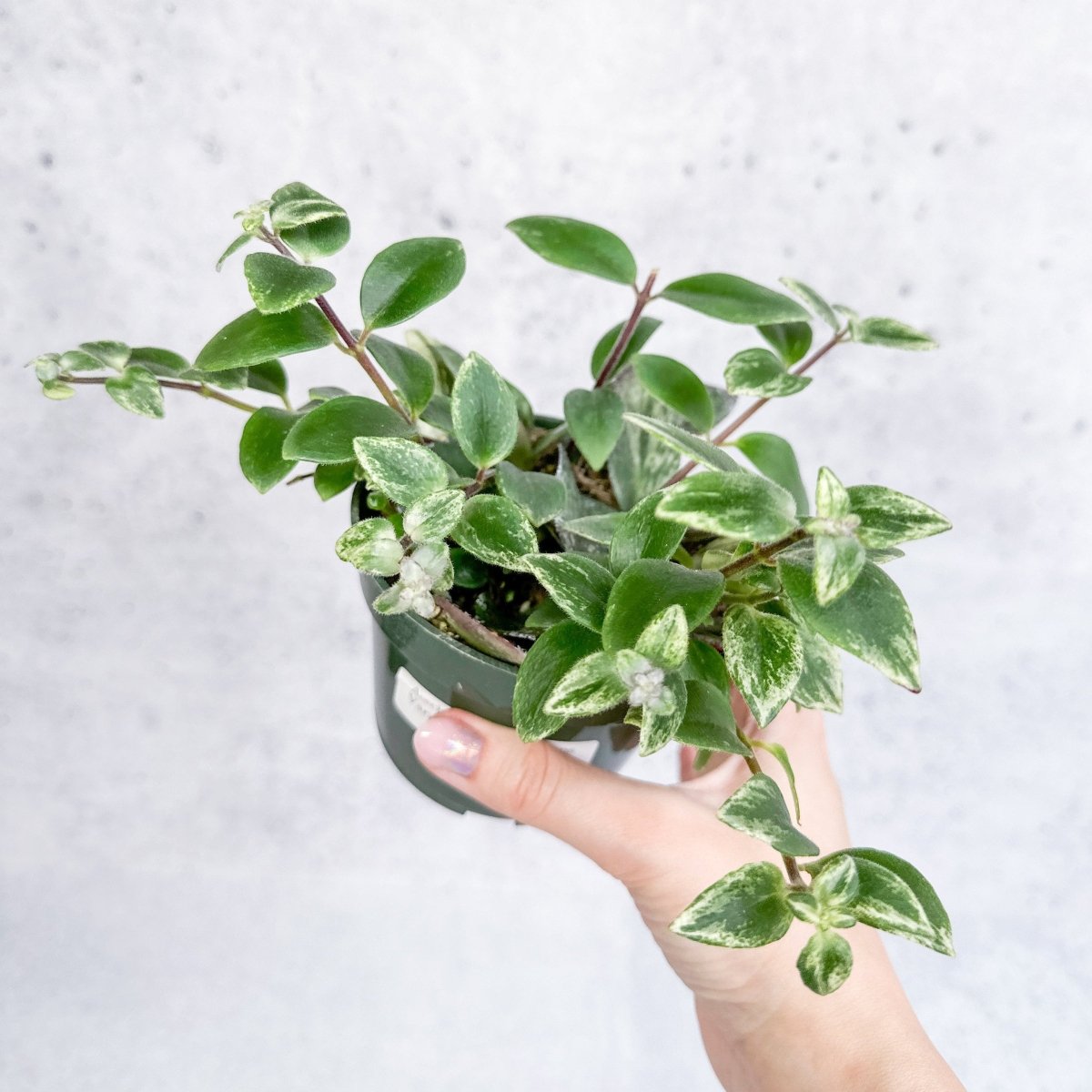  Aeschynanthus Radicans 'Variegata' - Variegated Lipstick Plant