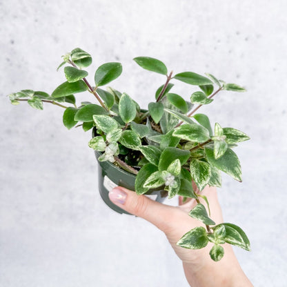  Aeschynanthus Radicans 'Variegata' - Variegated Lipstick Plant
