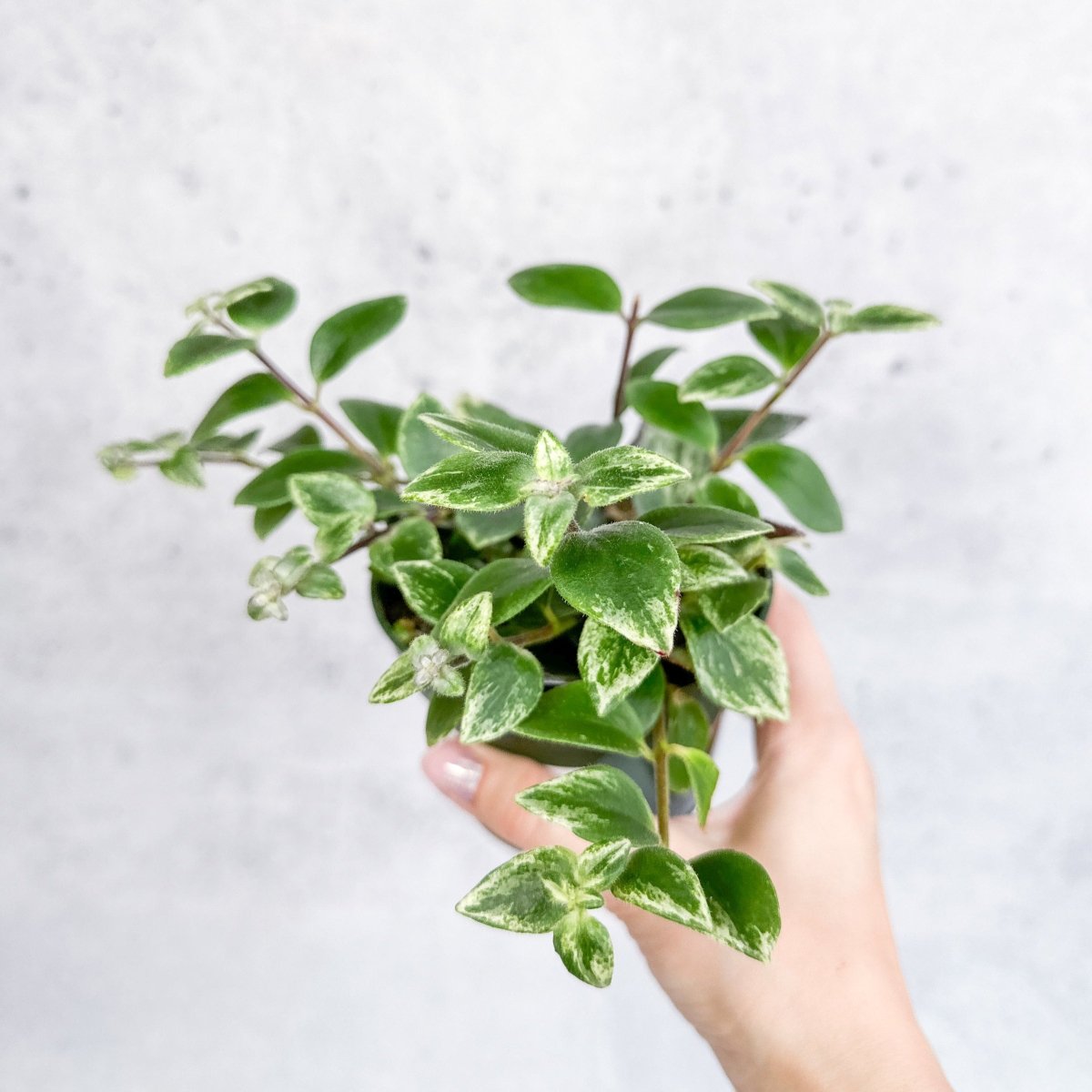  Aeschynanthus Radicans 'Variegata' - Variegated Lipstick Plant