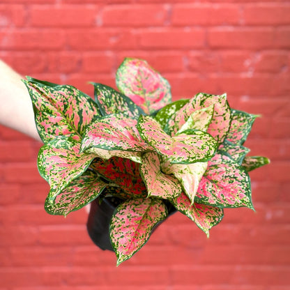  Aglaonema ‘Anyamanee’ (Red Valentine) — Pink Mottled Chinese Evergreen