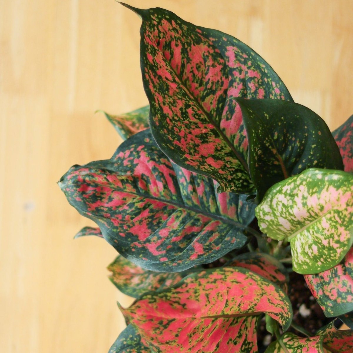  Aglaonema ‘Anyamanee’ (Red Valentine) — Pink Mottled Chinese Evergreen