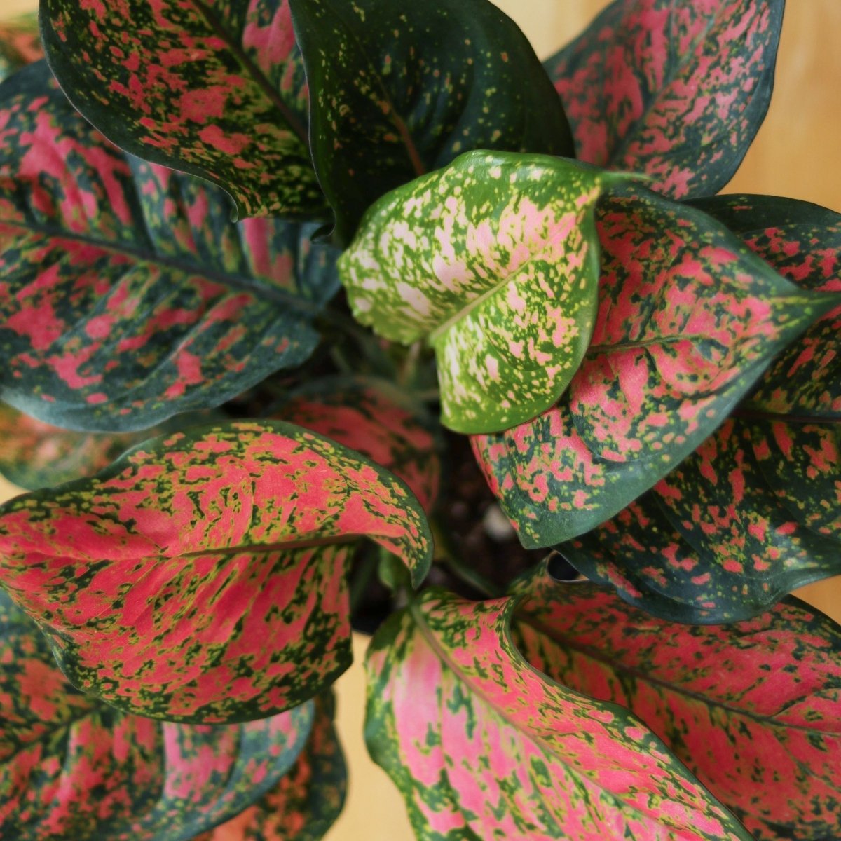  Aglaonema ‘Anyamanee’ (Red Valentine) — Pink Mottled Chinese Evergreen