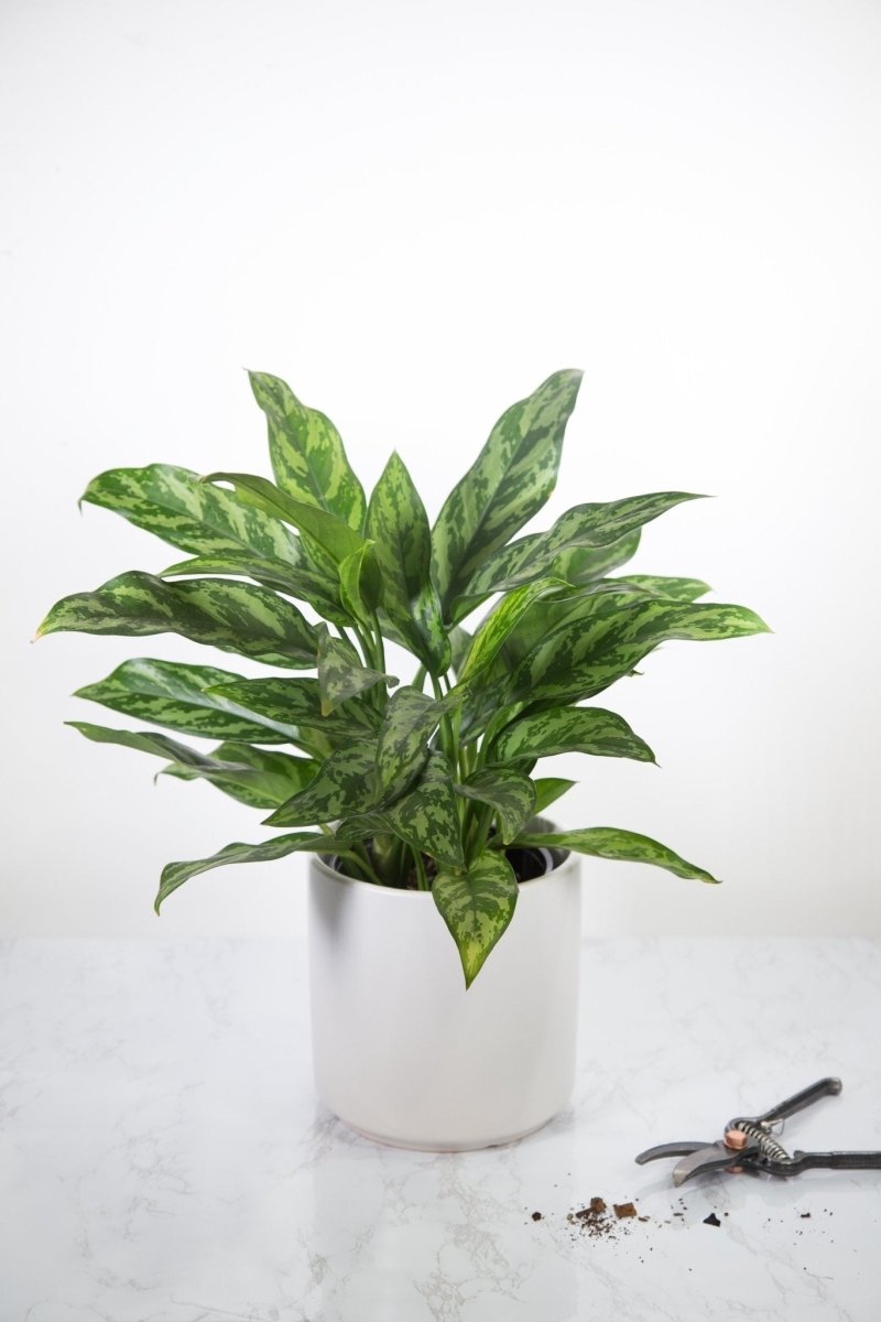  Aglaonema Emerald Beauty Chinese Evergreen 'Maria'