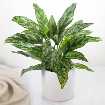 Aglaonema Emerald Beauty Chinese Evergreen 'Maria'
