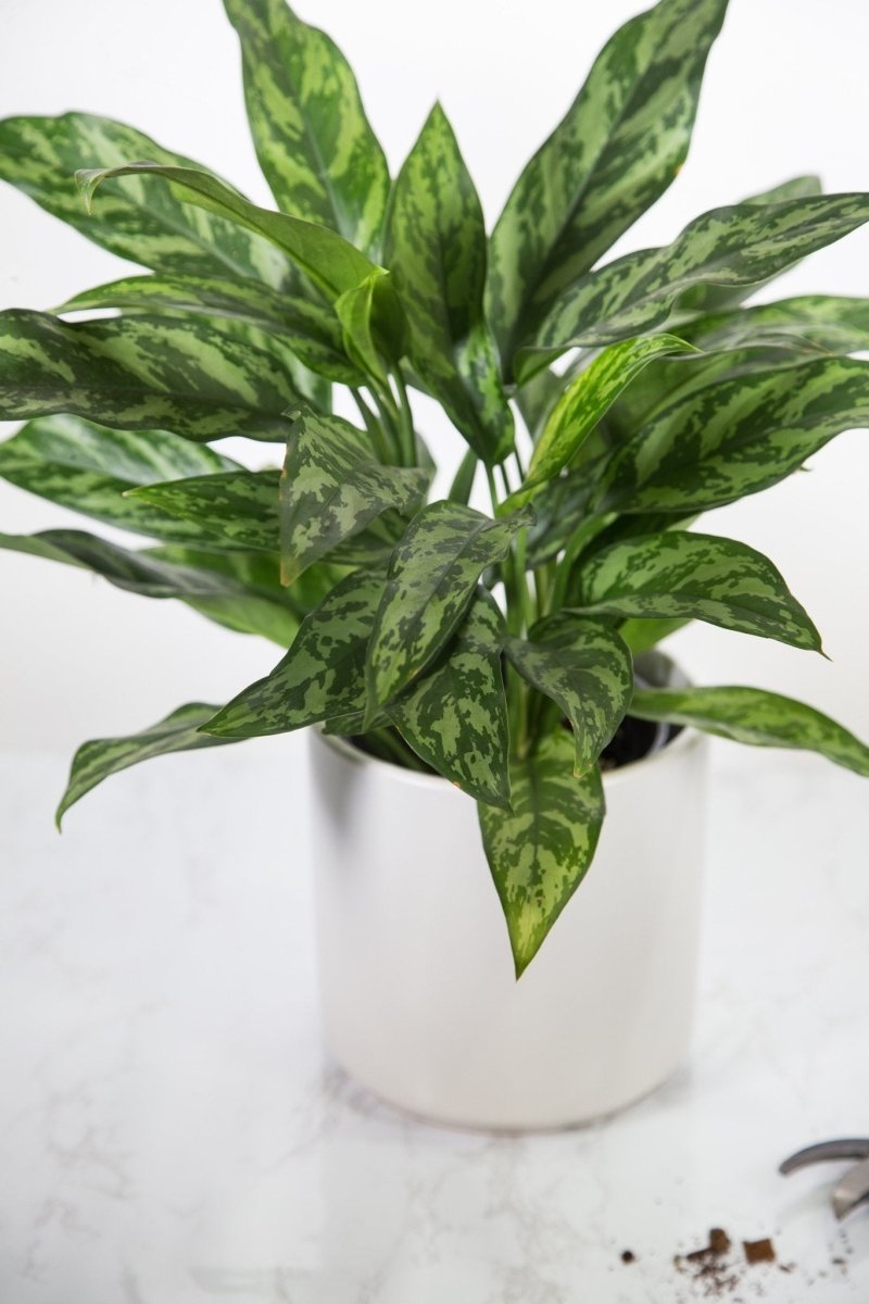  Aglaonema Emerald Beauty Chinese Evergreen 'Maria'