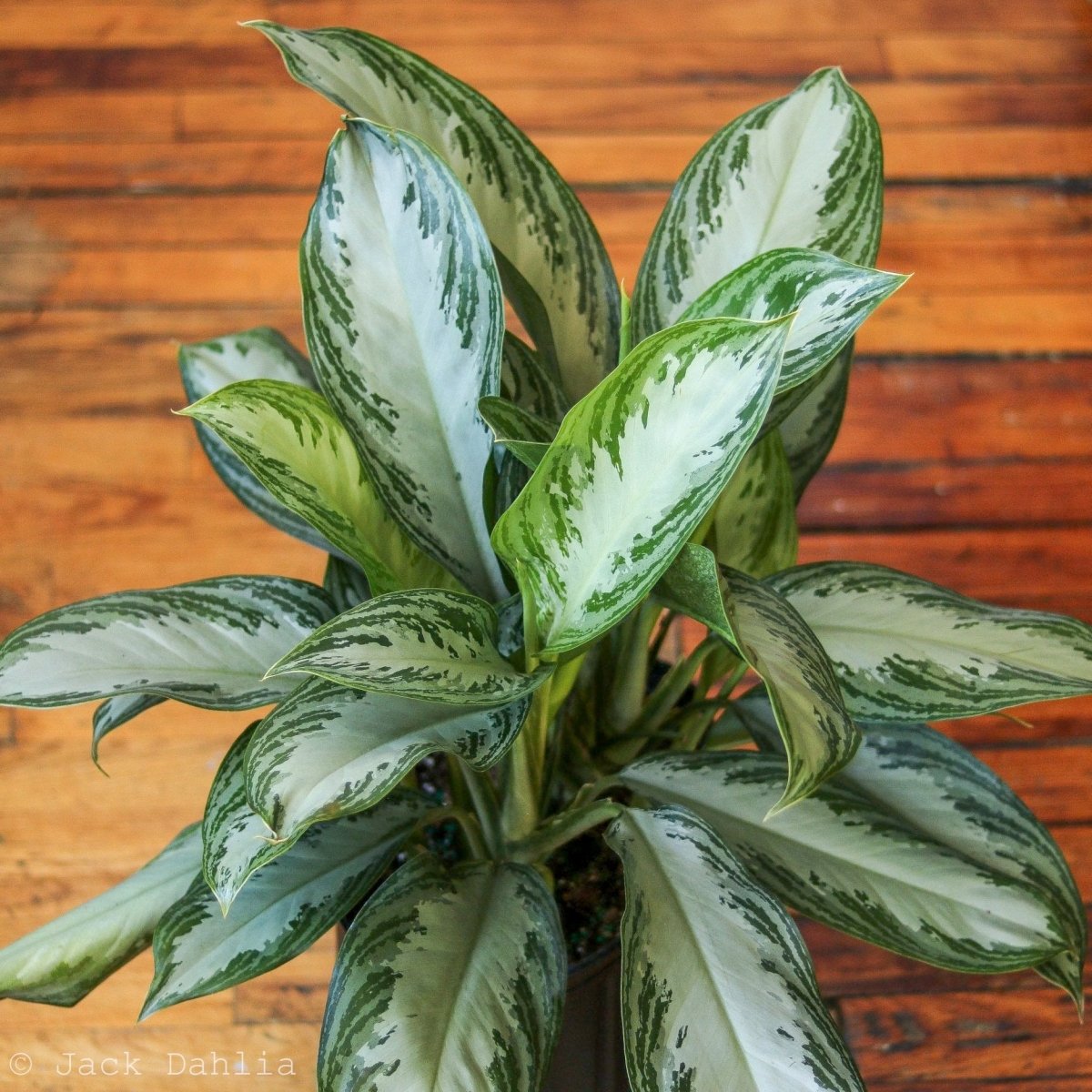  Aglaonema Commutatum 'Silver Bay' Chinese Evergreen