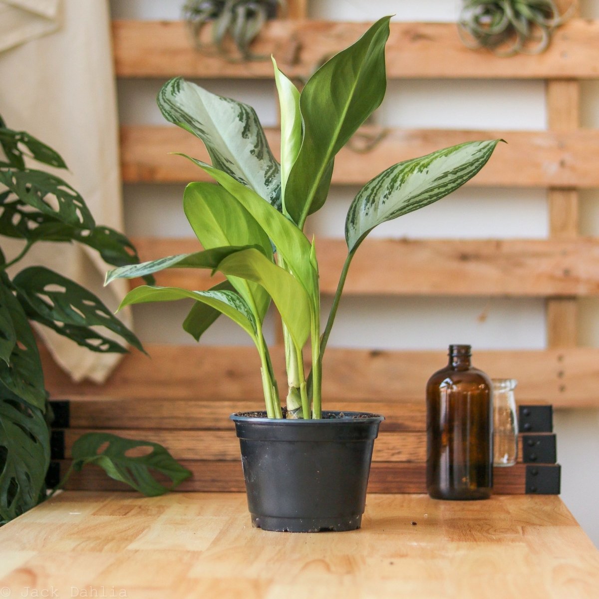 Aglaonema Commutatum 'Silver Bay' Chinese Evergreen