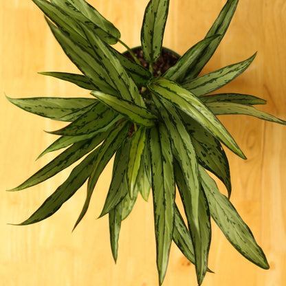  Aglaonema ‘Cutlass’