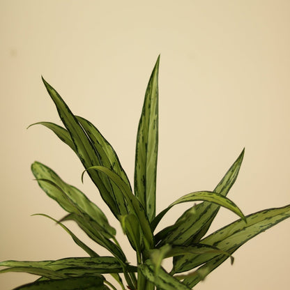  Aglaonema ‘Cutlass’