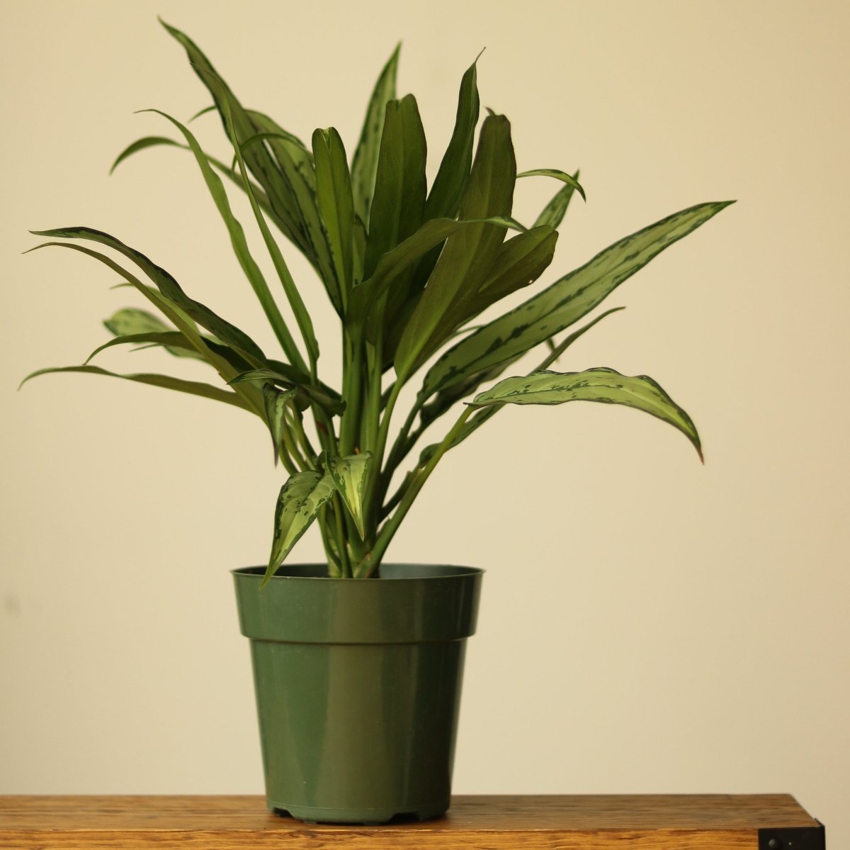  Aglaonema ‘Cutlass’