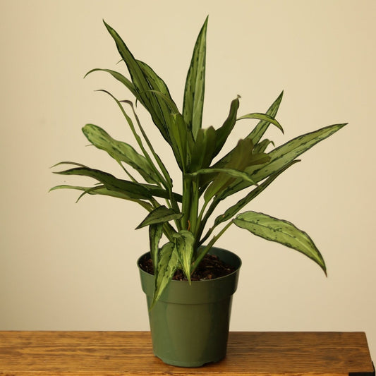 Aglaonema ‘Cutlass’