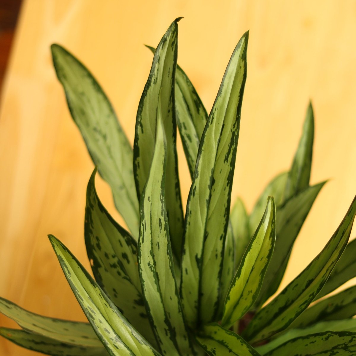  Aglaonema ‘Cutlass’
