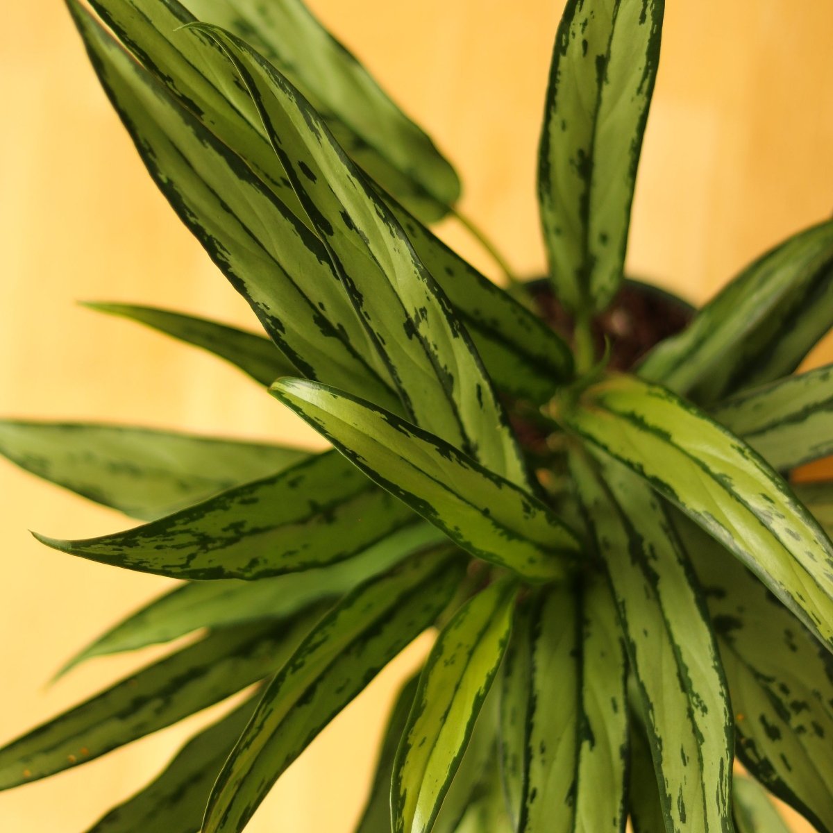  Aglaonema ‘Cutlass’