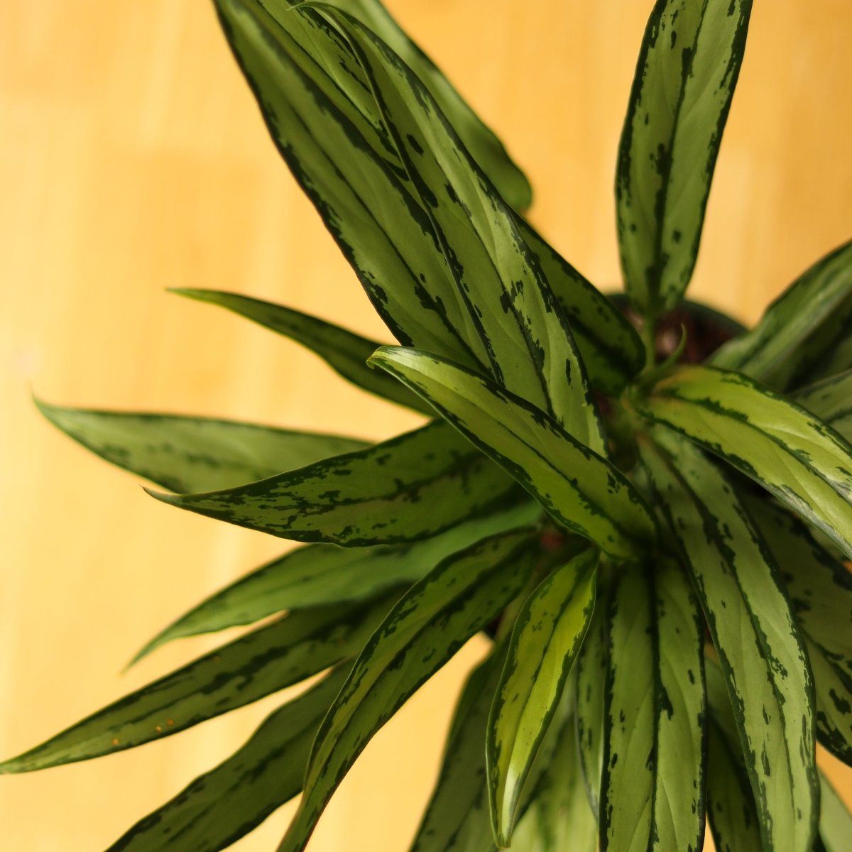  Aglaonema ‘Cutlass’