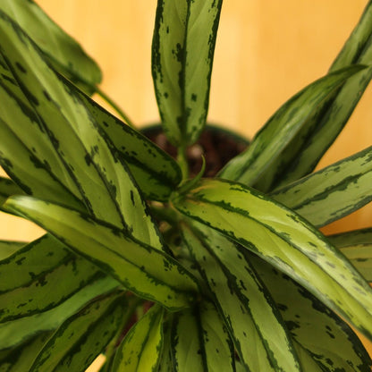  Aglaonema ‘Cutlass’