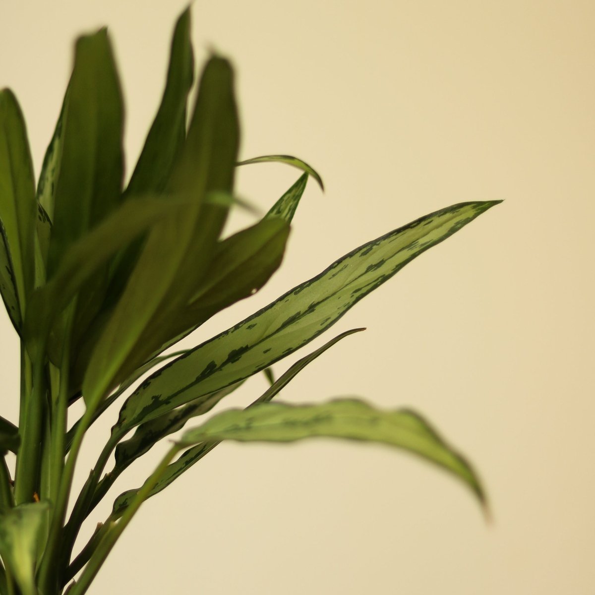  Aglaonema ‘Cutlass’