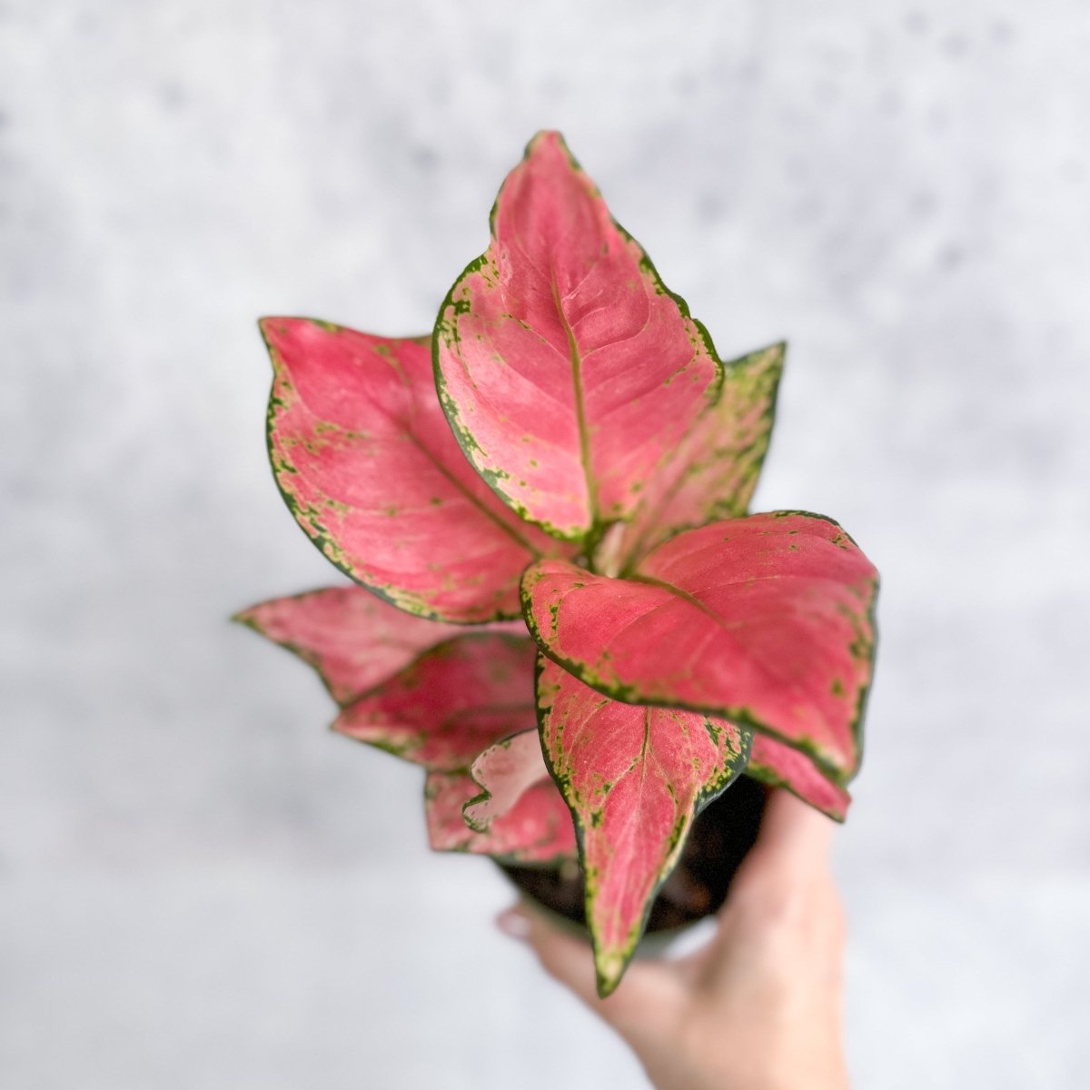  Aglaonema Pink Lady Valentine Chinese Evergreen Hybrid - 4 Inch