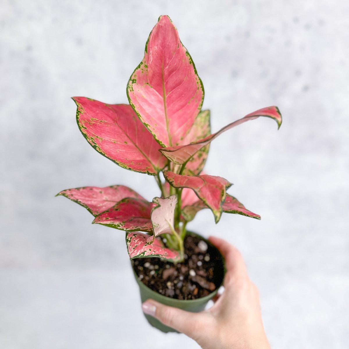  Aglaonema Pink Lady Valentine Chinese Evergreen Hybrid - 4 Inch
