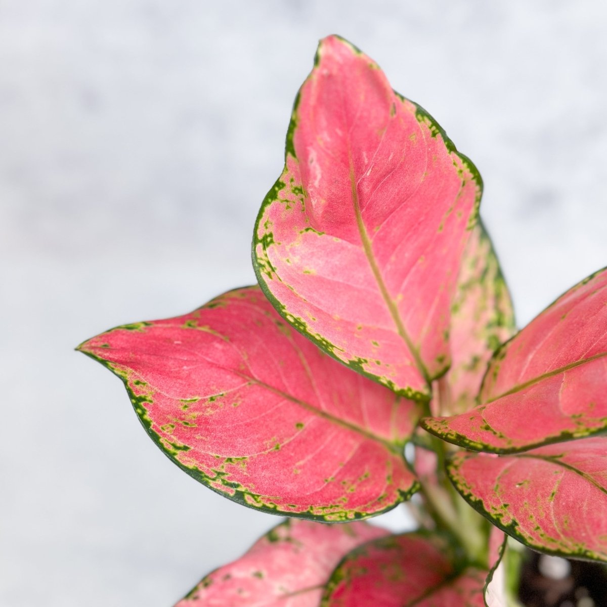  Aglaonema Pink Lady Valentine Chinese Evergreen Hybrid - 4 Inch
