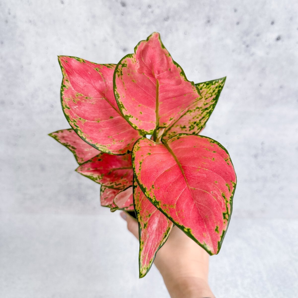  Aglaonema Pink Lady Valentine Chinese Evergreen Hybrid - 4 Inch