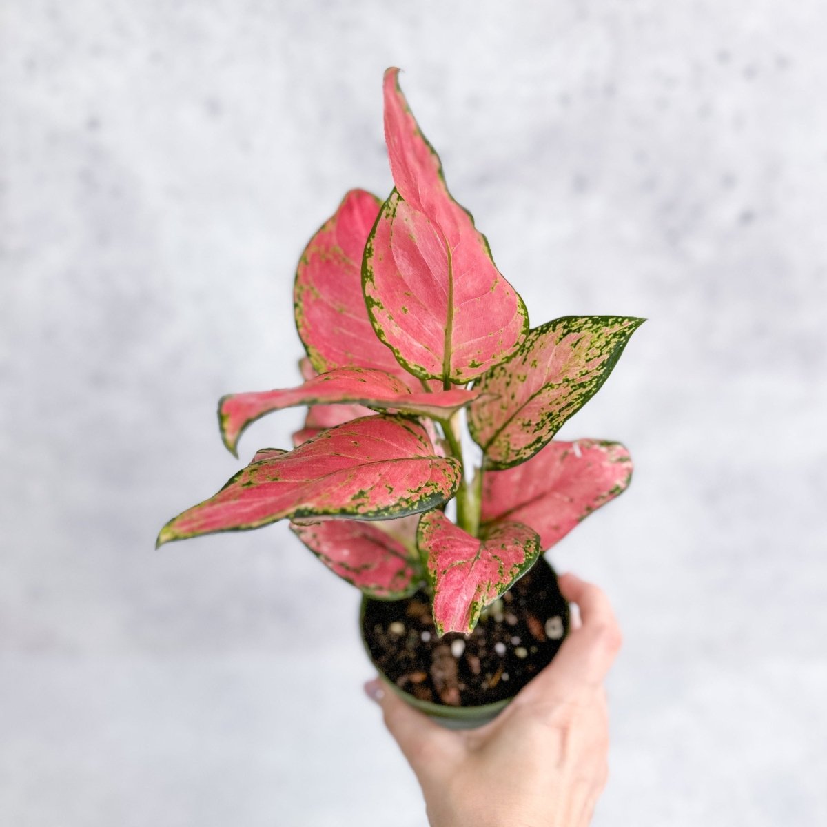  Aglaonema Pink Lady Valentine Chinese Evergreen Hybrid - 4 Inch