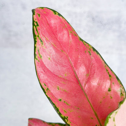  Aglaonema Pink Lady Valentine Chinese Evergreen Hybrid - 4 Inch