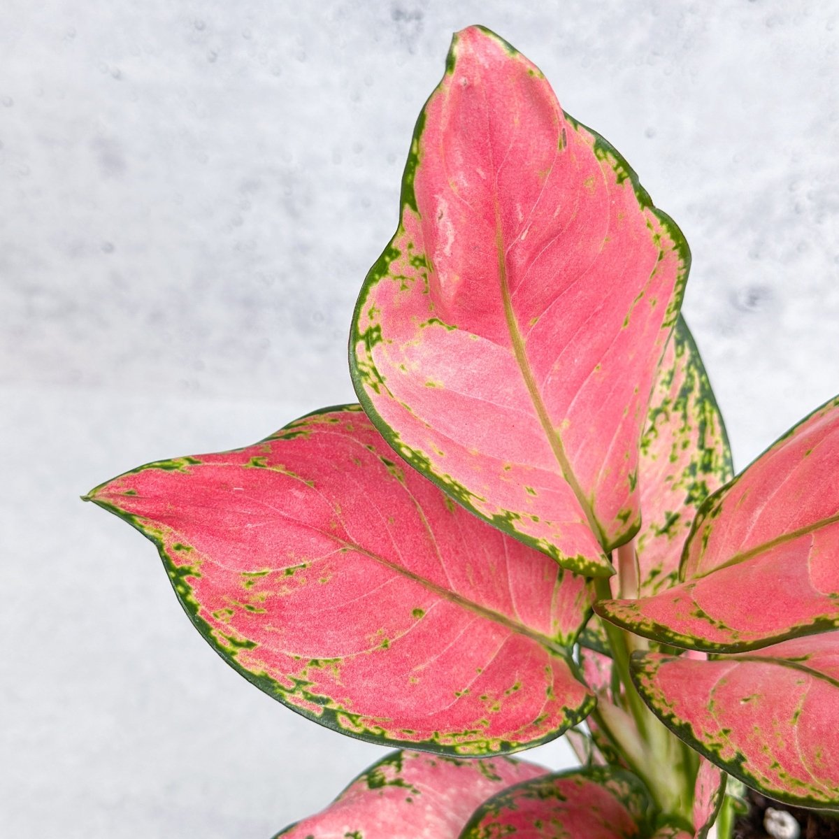  Aglaonema Pink Lady Valentine Chinese Evergreen Hybrid - 4 Inch