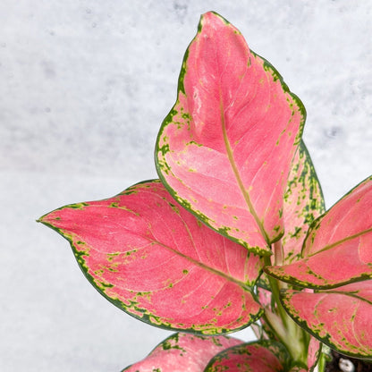 Aglaonema Pink Lady Valentine Chinese Evergreen Hybrid - 4 Inch