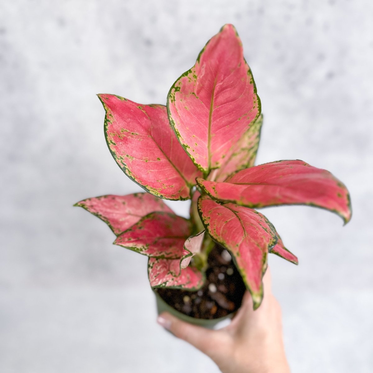  Aglaonema Pink Lady Valentine Chinese Evergreen Hybrid - 4 Inch