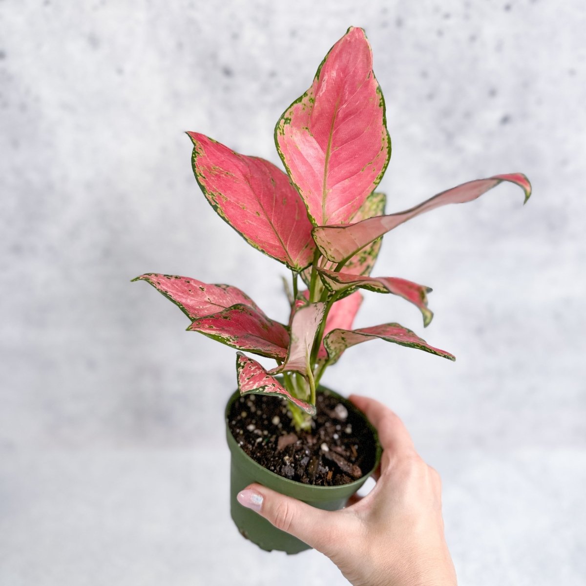  Aglaonema Pink Lady Valentine Chinese Evergreen Hybrid - 4 Inch