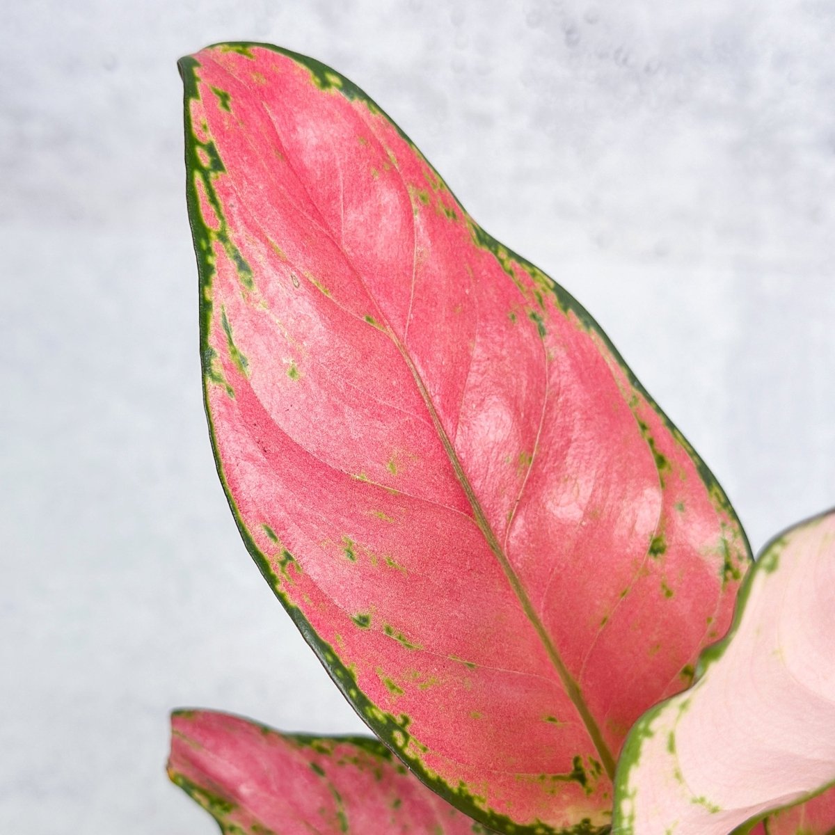  Aglaonema Pink Lady Valentine Chinese Evergreen Hybrid - 4 Inch