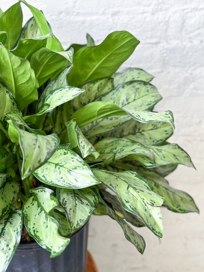  Aglaonema 'Primo' - Primo Chinese Evergreen Floor Plant