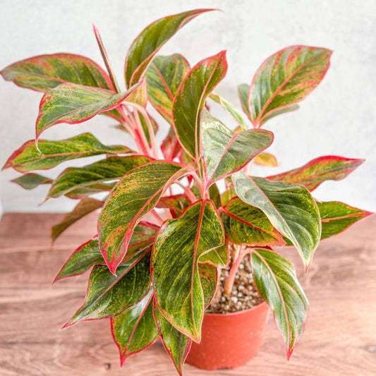 Aglaonema 'Siam Aurora Red' Chinese Evergreen - 8" Nursery Pot
