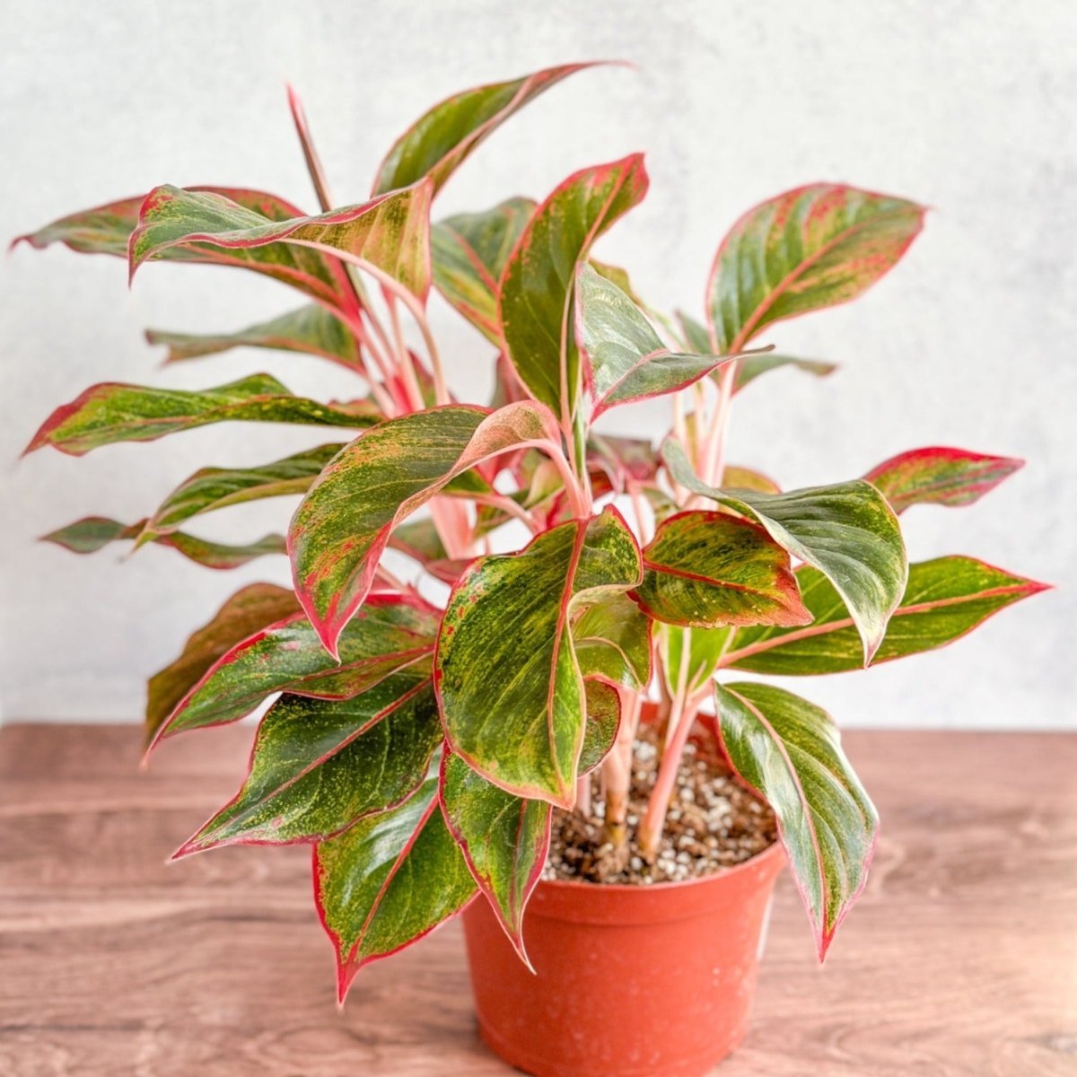  Aglaonema 'Siam Aurora Red' Chinese Evergreen