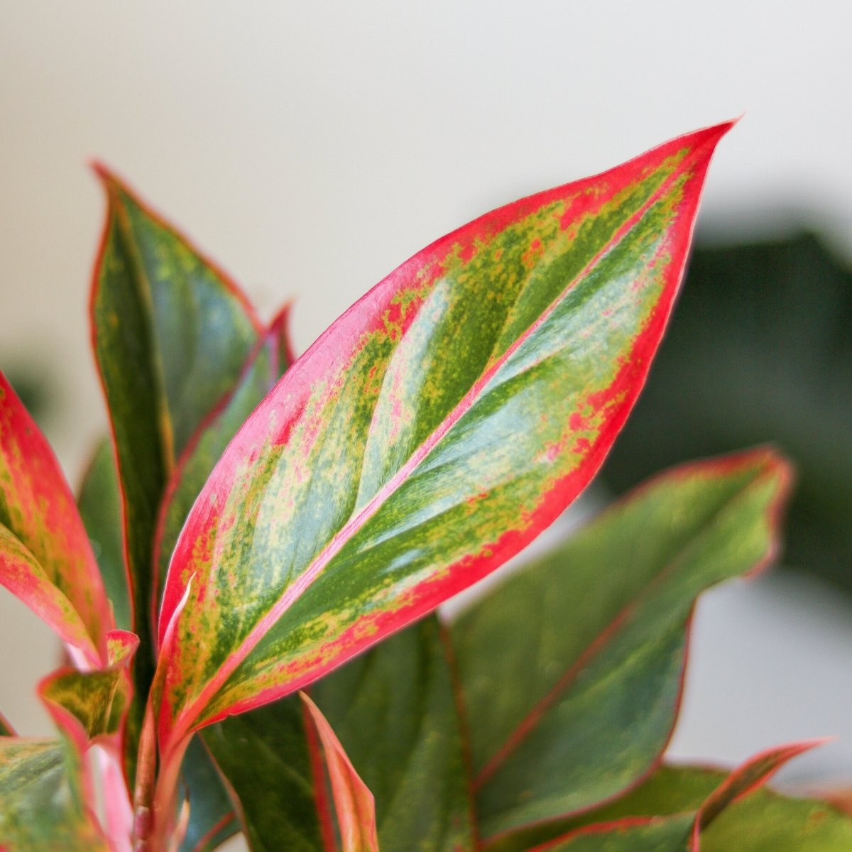  Aglaonema 'Siam Aurora Red' Chinese Evergreen